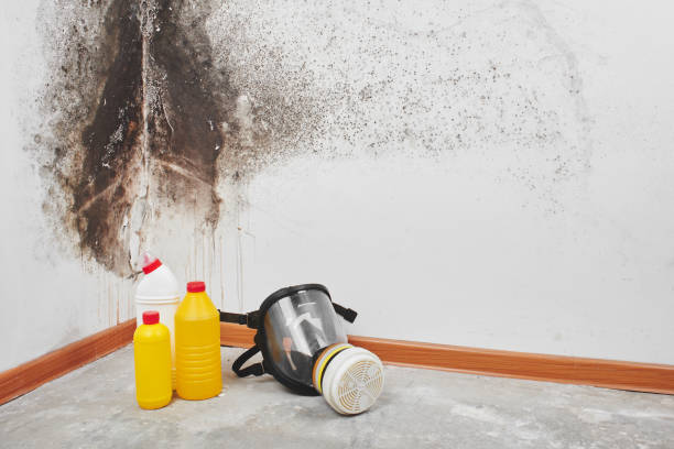 Best Certified Mold Removal  in Overlea, MD