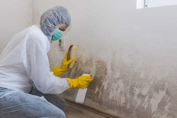 Attic Mold Removal in Overlea, MD