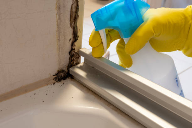 Best Black Mold Removal  in Overlea, MD