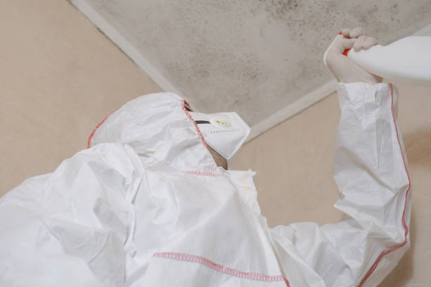 Best Same-Day Mold Removal  in Overlea, MD