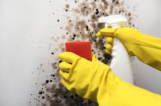 Best Black Mold Removal  in Overlea, MD