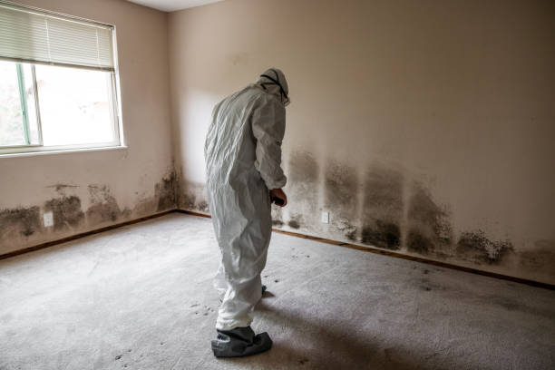 Best Home Mold Removal  in Overlea, MD