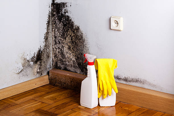 Professional Mold Removal in Overlea, MD