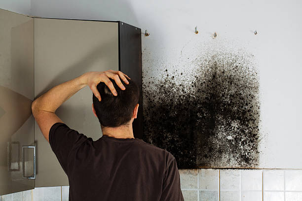 Best Emergency Mold Removal  in Overlea, MD